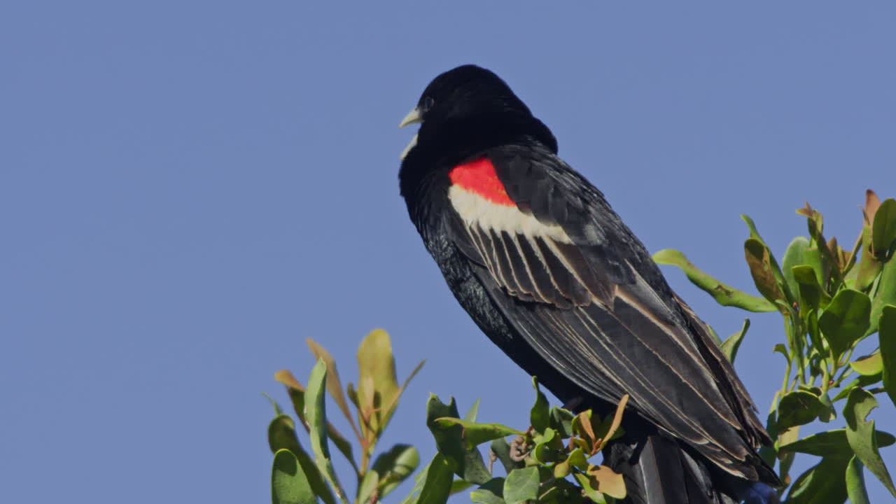 Merlo dalle ali rosse che si liscia le piume e canta su un ramo contro il cielo blu