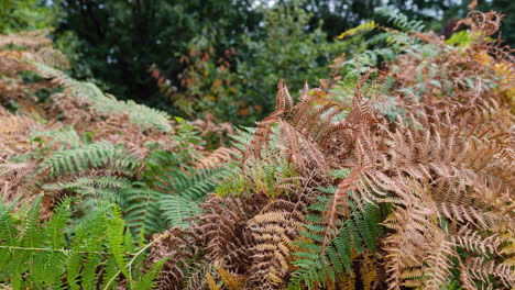 close up macro motion tracking timelapse fern in autumn season fall