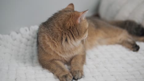 the portrait of a ginger cat of the &quot;british golden chinchilla&quot; breed, the cat is lying on a white blanket and looking in different directions