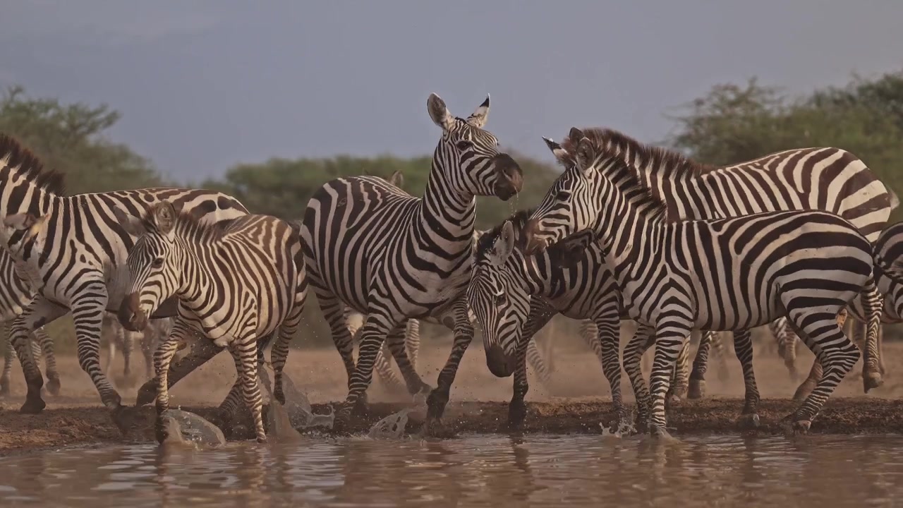 Mandria di zebre che bevono acqua a una pozza, animali selvatici da safari africani in Africa allo stato brado nel loro habitat naturale, ripresa dal basso