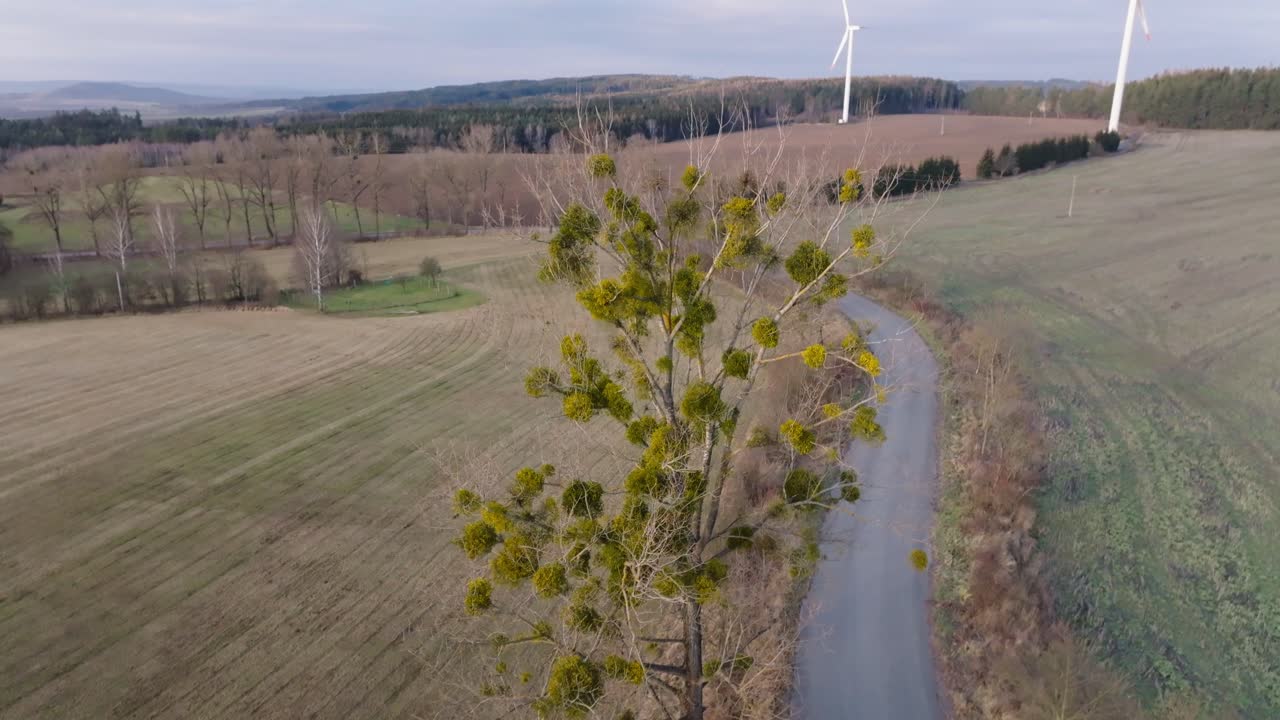 Mistletoe growing on a bare tree. A parasite iconically associated with Christmas. Aerial view