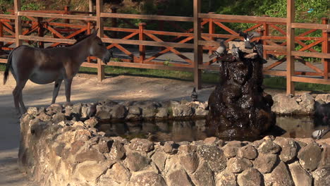 Tauben-Trinken-Aus-Wasserbrunnen-Im-Zoo-Mit-Kleinem-Braunem-Pferd,-Das-Zuschaut