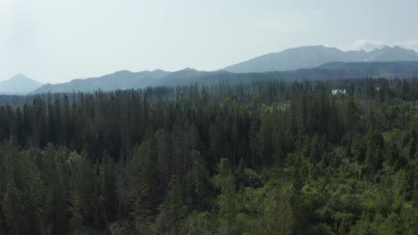 Lush-Forest-trees-with-distanat-alpine-mountains---drone-aerial-shot