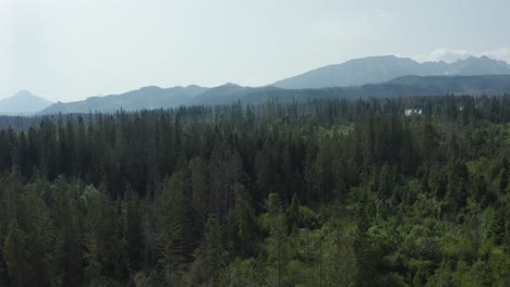 Üppige-Waldbäume-Mit-Fernen-Alpenbergen---Drohnen-Luftaufnahme