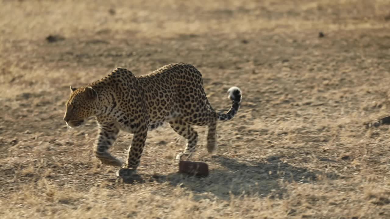 plano amplio de un leopardo acechando en cámara lenta, mashatu botswana