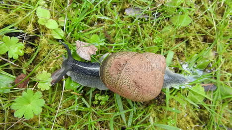 closeup of snail sliding on grass and moss , spiral house shell