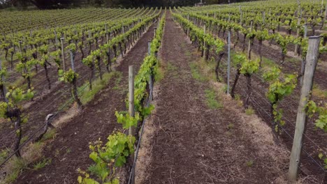 drone flying along the row of white wine grapes in an adelaide hills vineyard