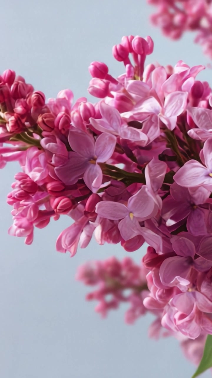 Bunga Lilac Merah Muda Menakjubkan yang Mekar Menampilkan Kelopak Lembut dan Warna Pekat dengan Latar Belakang Biru Lembut, Menciptakan Tampilan Bunga yang Menawan.