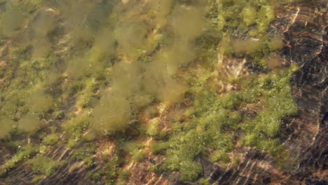 Algen-Unter-Wasser,-Zeitlupenaufnahmen-Von-Oben