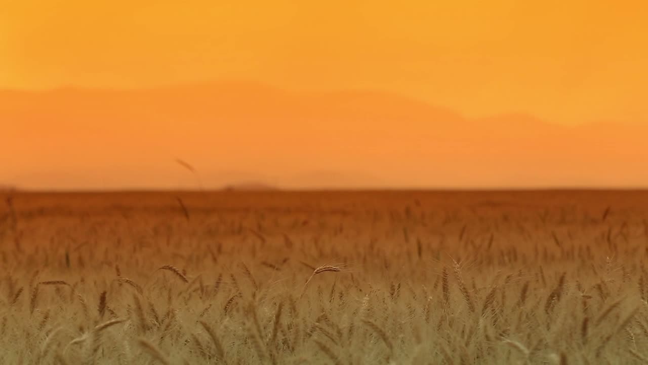 Wide Shot from the sunset of the wheat farm