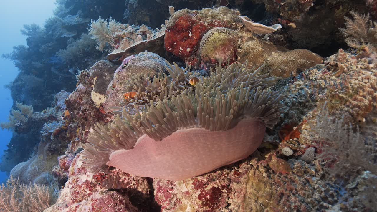 미크로네시아 팔라우 에 있는 아네모 에 있는 조롱거리 물고기 와 함께 열대 산호초