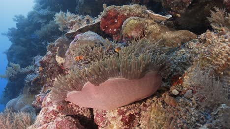 Tropical-coral-reef-with-clown-fish-in-an-anemoe-in-Palau,-Micronesia