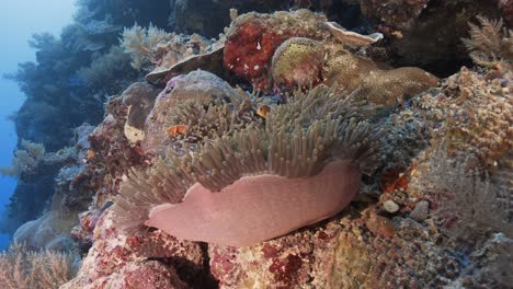 arrecife de coral tropical con peces payaso en una anemoe en palau, micronesia