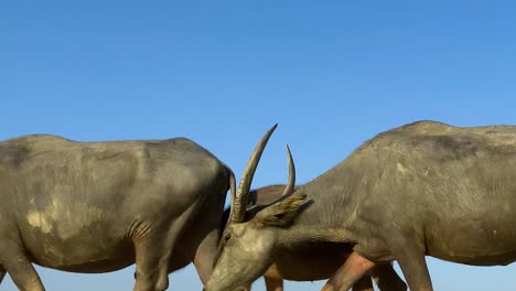 Herd-of-big-horned-bulls-walking-on-the-road,-low-angle-shot