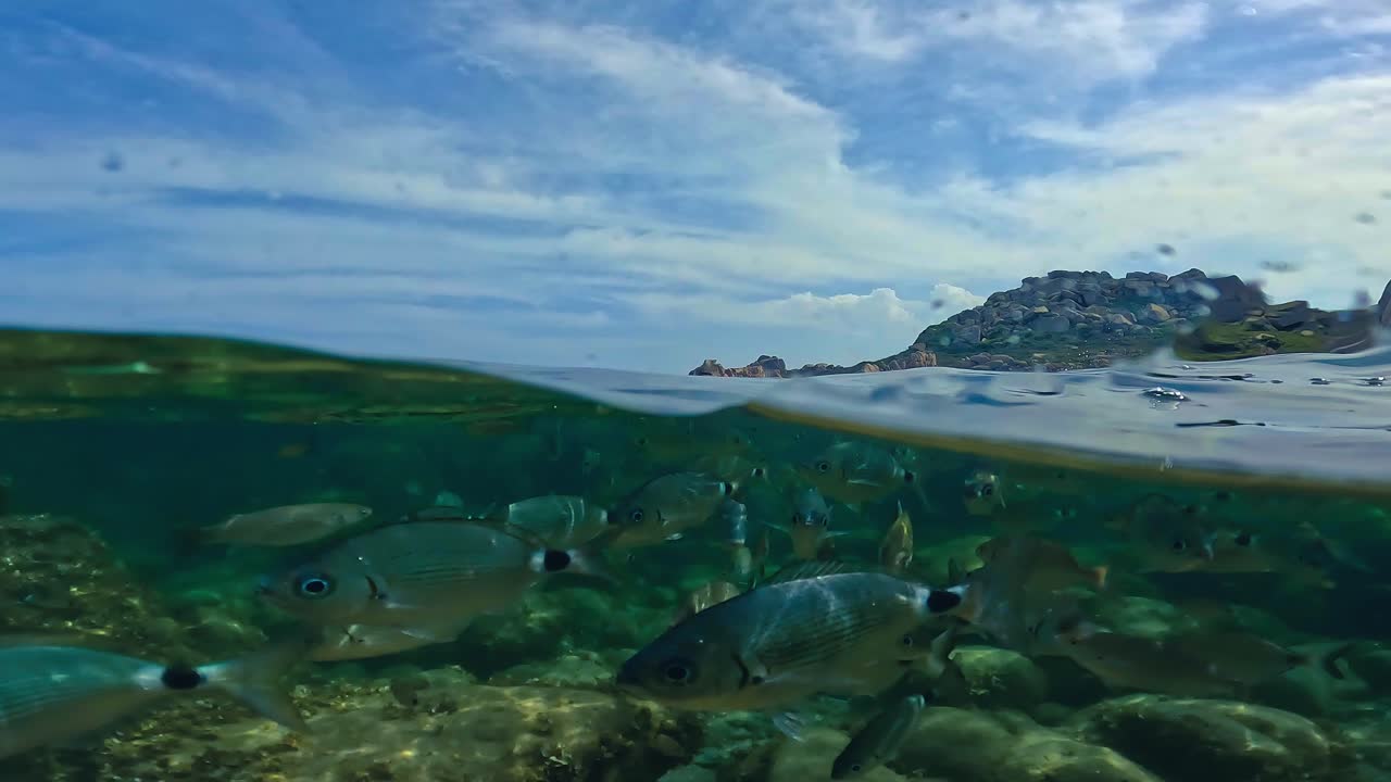 Split half underwater view of shoal of sea bream fish swimming in crystalline clear shallow water in Corsica, France