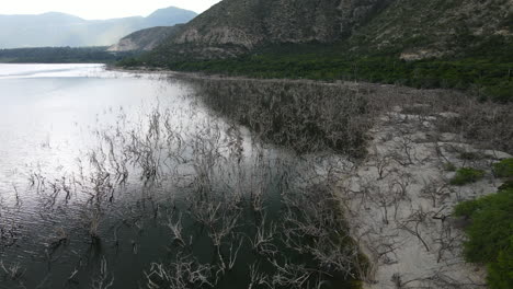 leafless branches growing on shore and beach of salt lake named enriquello, dominican republic