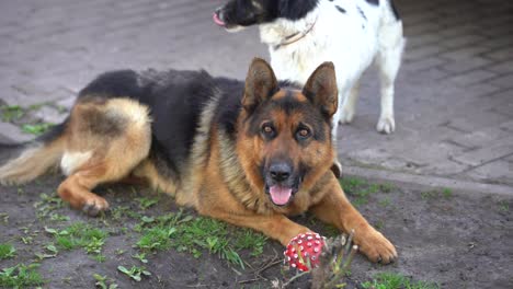 close-up-of-a-German-shepherd-with-intelligent-eyes-and-protruding-tongue