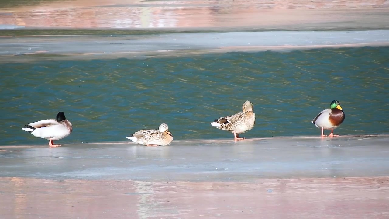 凍った池のほとりで休む4羽のマガモ