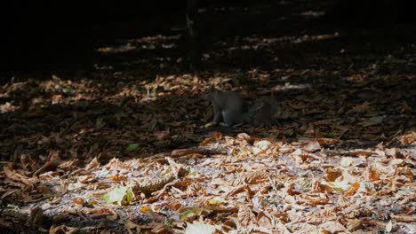 close-up of gray squirrel on floor covered on dead leaves