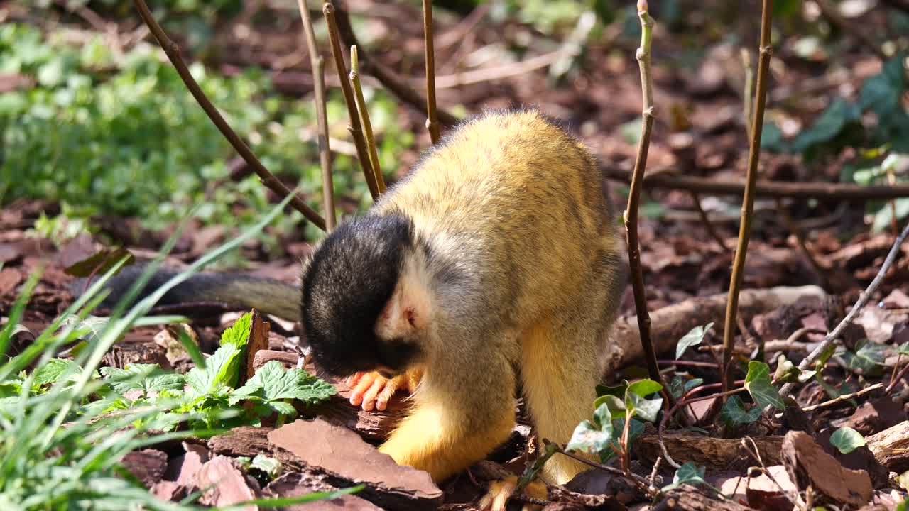 cámara lenta de dulce bebé mono ardilla cavando en el suelo del bosque, buscando comida en el desierto durante el sol - tiro de cerca