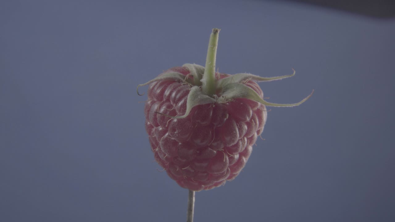 크로마 키를 위해 파란 화면에 루프와 함께 회전하는 라즈베리