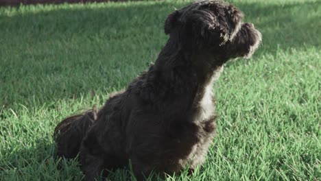 Wide-shot-of-dog-looking-around-while-in-the-grass