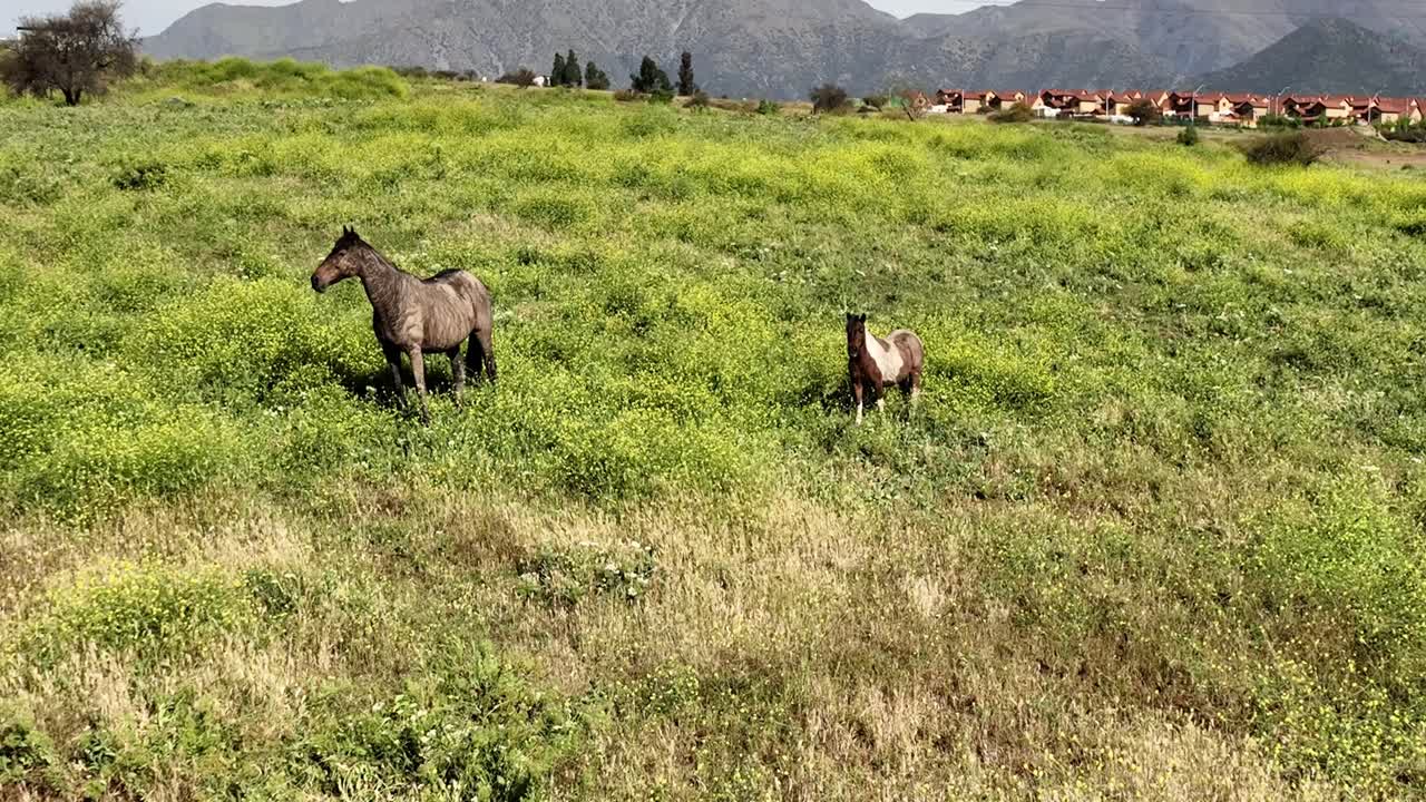 aérea de caballos de cerca en una zona rural escénica relajante y montañas en el fondo cerca de la aldea
