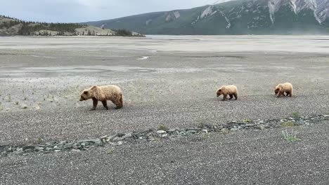 Grizzlebärenmutter-Und-Junge-Gehen-Gemeinsam-Im-Yukon-Spazieren,-Kamerafahrt