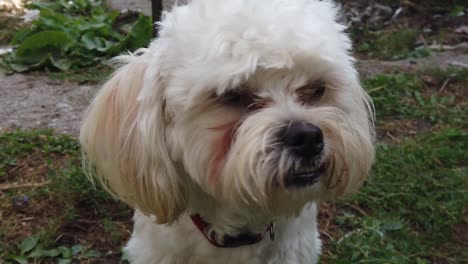 Cute-white-Bichon-puppy-sitting-in-grass,-portrait-shot,-looking-at-camera-in-summer-day