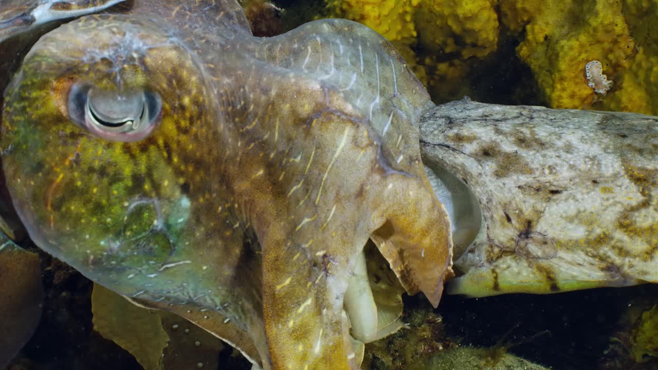 sepia gigante australiana sepia apama migración whyalla sur de australia 4k cámara lenta, apareamiento, puesta de huevos, lucha, agregación, bajo el agua