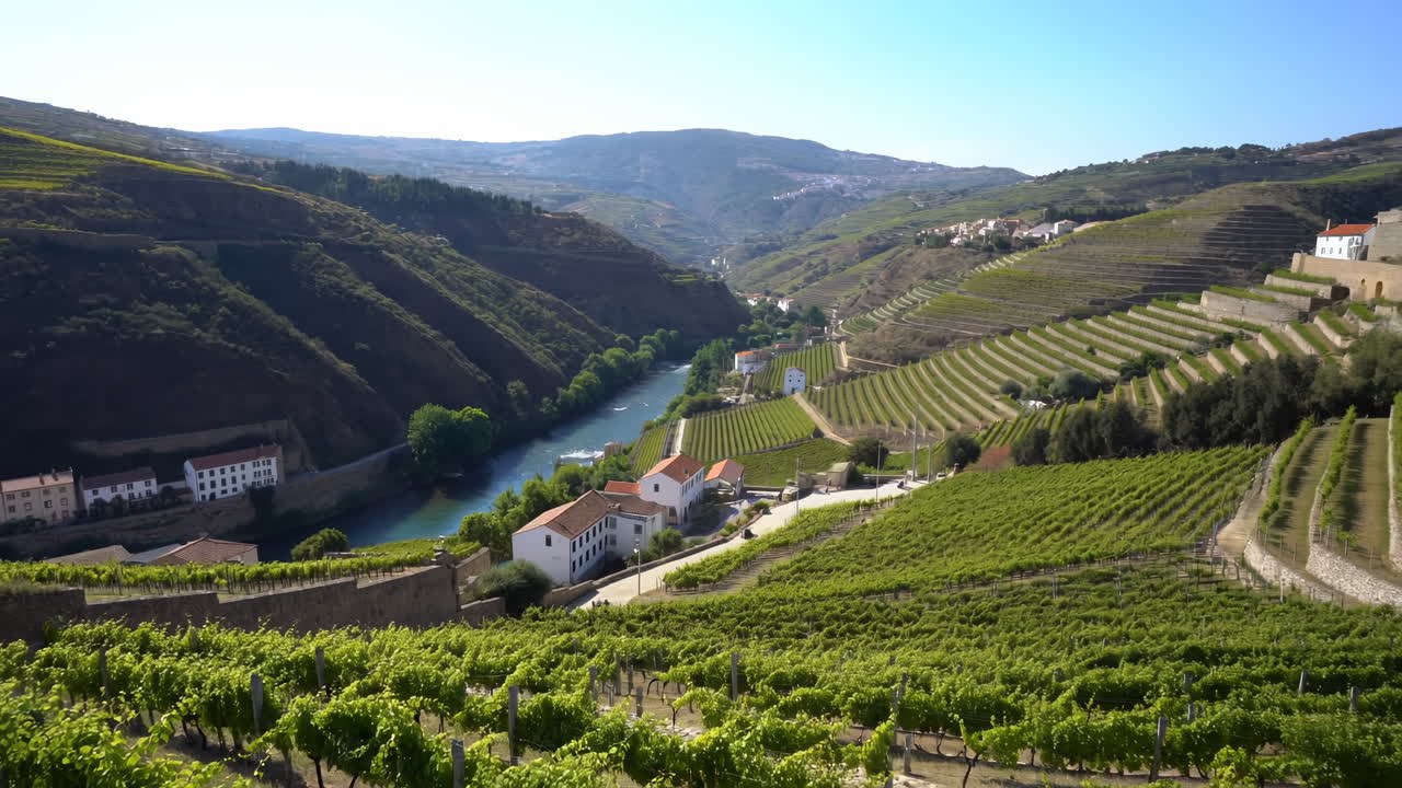 Ripresa panoramica suggestiva dei vigneti e del fiume della Valle del Douro in Portogallo