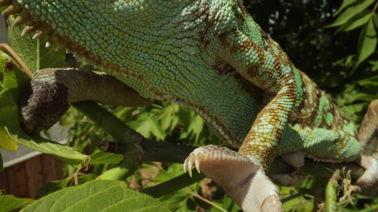 tiro de seguimiento de las manos del camaleón a su cara