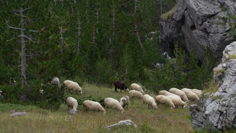 flock of sheep grazing on fresh grass of meadow near big cliffs and forest trees in alps