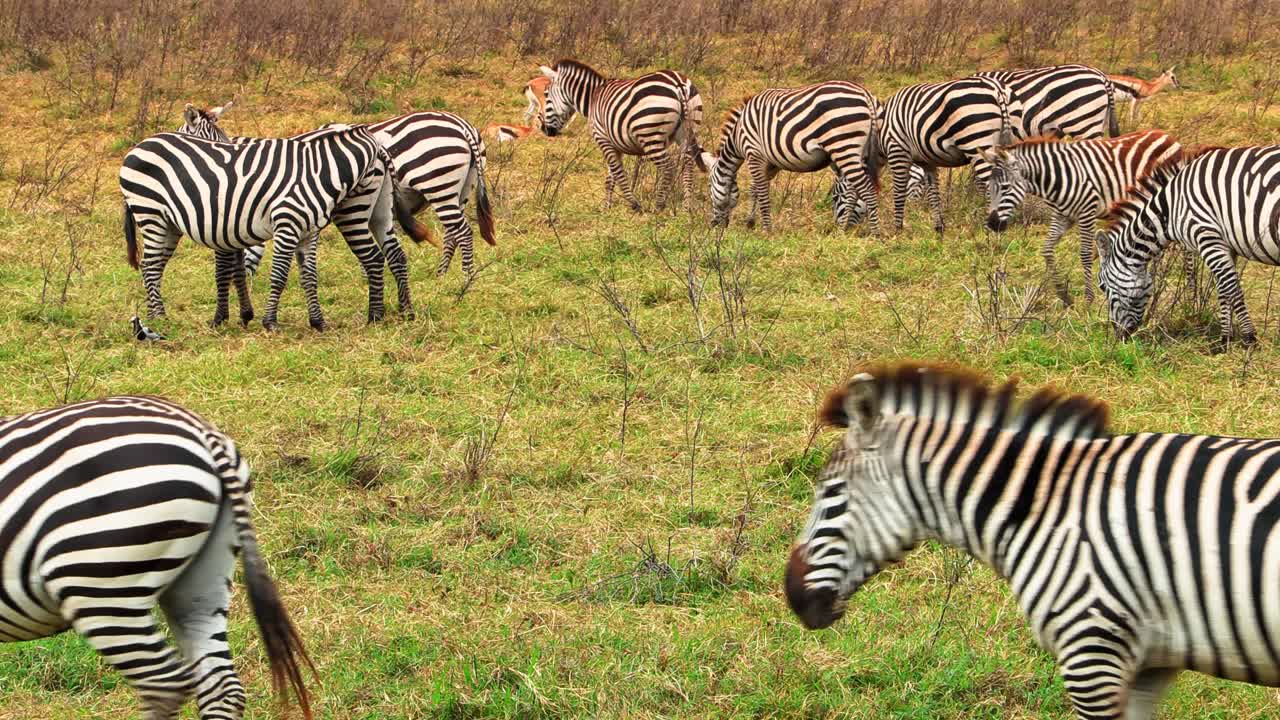 Una grande mandria di zebre si raduna e pascola pacificamente nelle vaste pianure della savana del Cratere di Ngorongoro, Tanzania, catturando la bellezza della fauna selvatica africana e dell'habitat naturale della prateria.