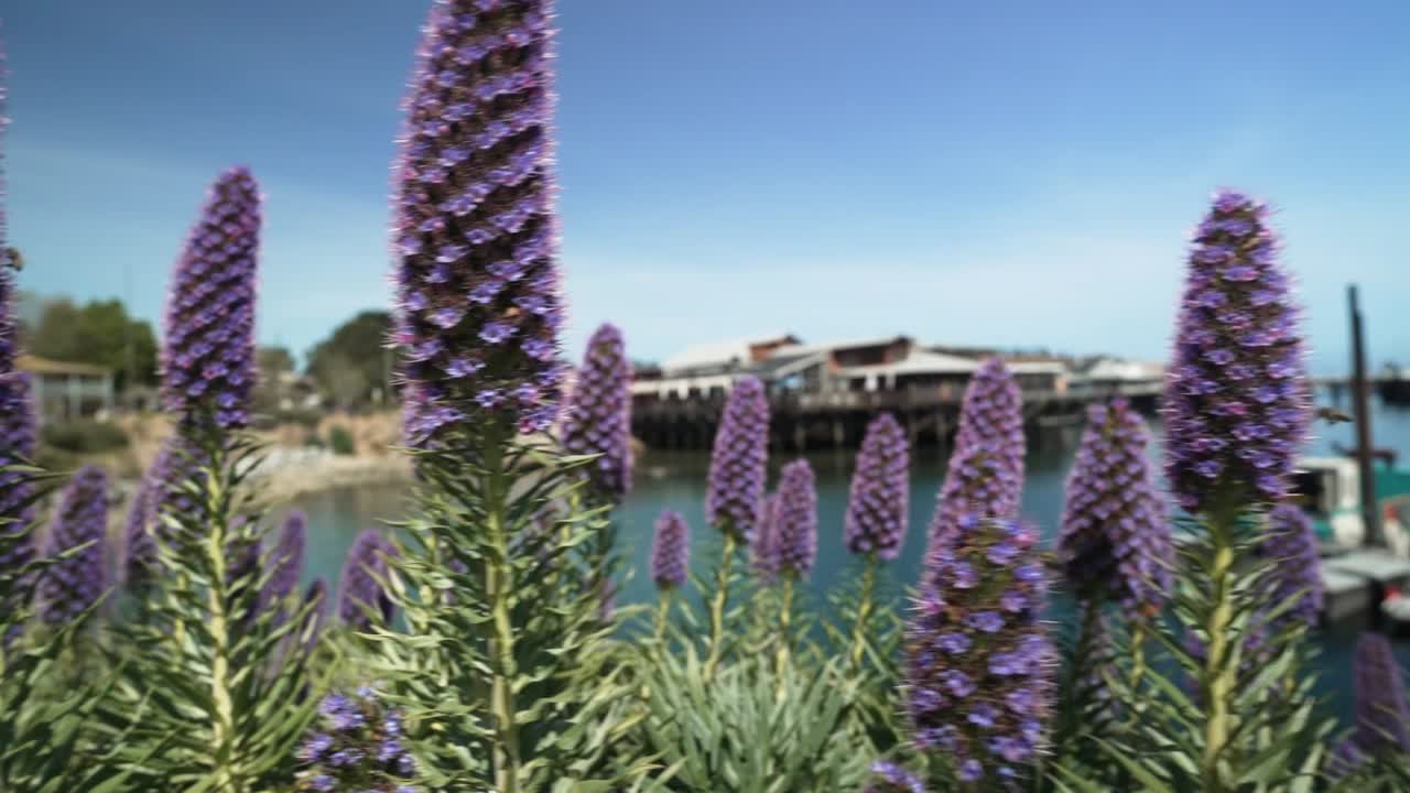 태평양 근처 의 캘리포니아 주 몬테리 의 루핀 보라색 꽃,  ⁇ 드헬드 촬영, 슬로우 모션