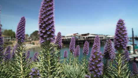 lupine purple flowers at monterey, california near the pacific ocean, handheld shot, slow motion