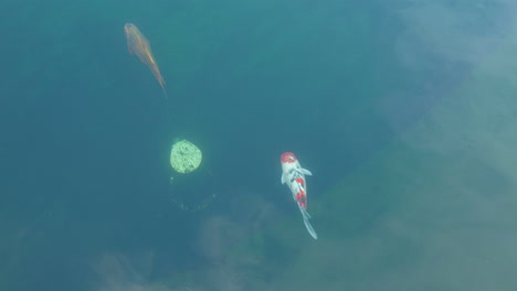 Koi-Fische-Schwimmen-In-Einem-Teich