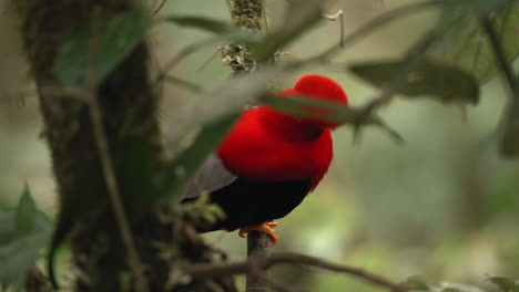 Funny-looking-bird-peeks-around-branch-in-forest---Andean-cock-of-the-rock-close-up-shot