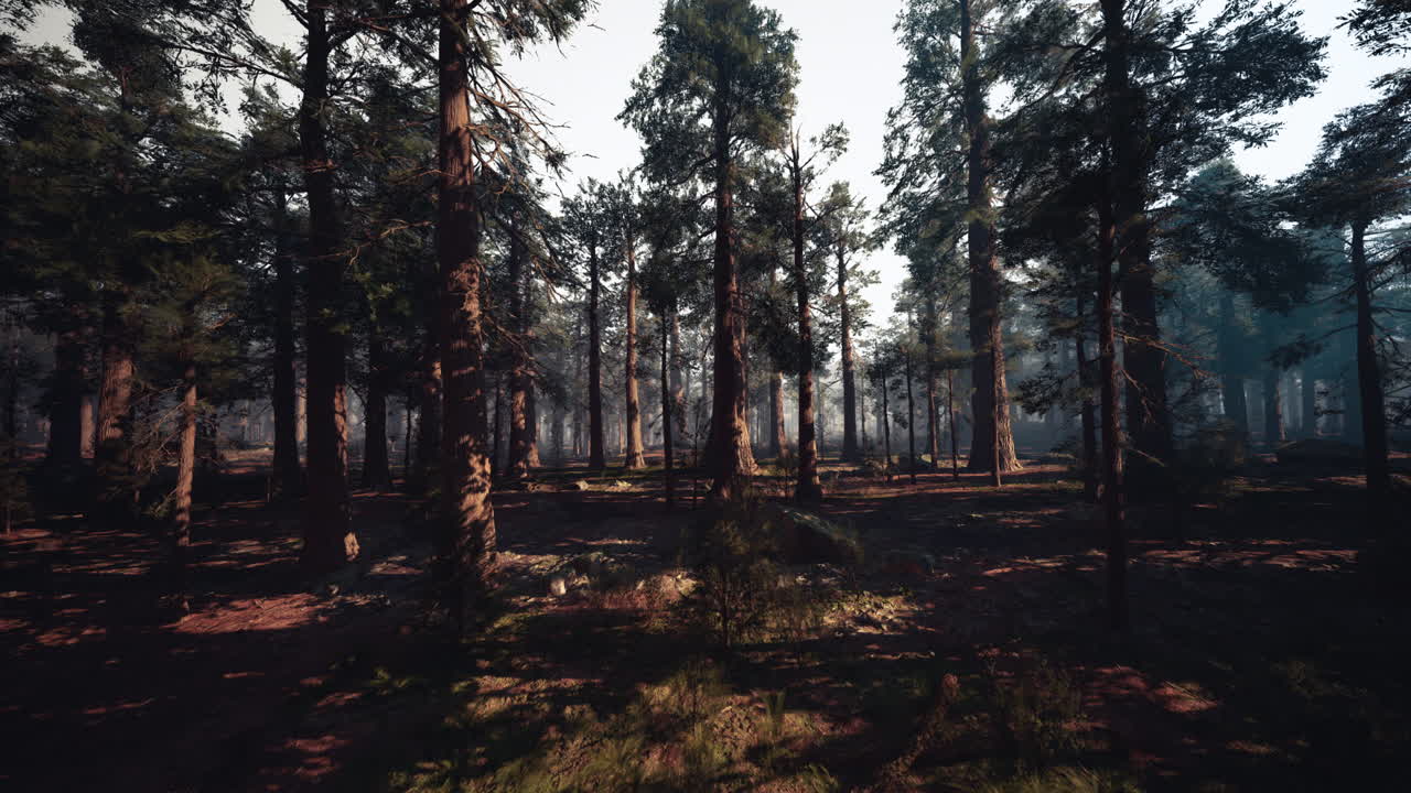 La luce dorata del sole filtra tra le chiome degli alberi illuminando sentieri e radure serene nei boschi