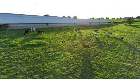 Jersey-and-Holstein-cows-grazing-in-meadow-during-golden-hour-summer-sunset-in-rural-USA