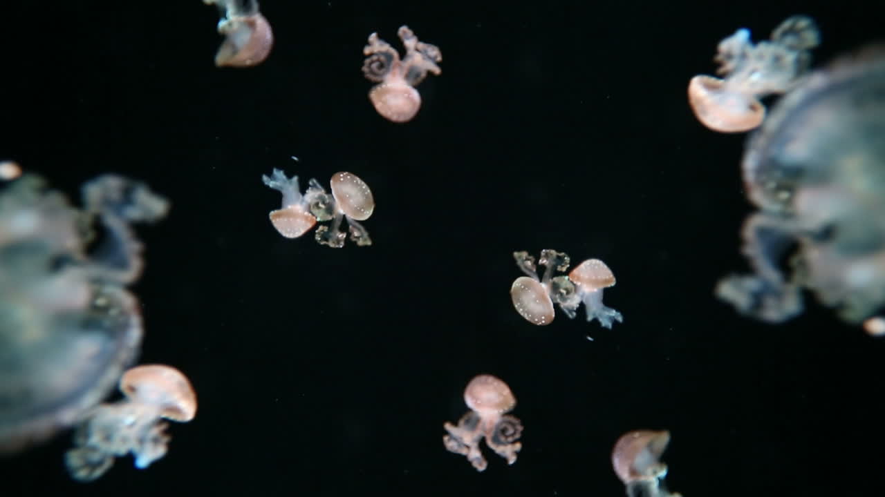 발렌시아 수족관 36