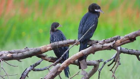 Cormorán-Enfriándose-En-El-árbol.