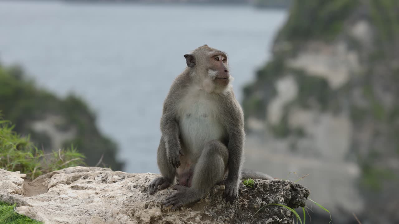 Monkey sitting on rock eating at Diamond beach