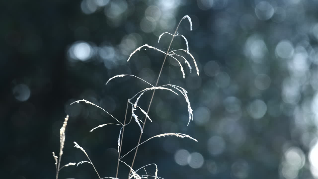 冬の日差し、ウォリックシャー、イギリスでそよ風に吹かれて種子に行った細かい繊細な草