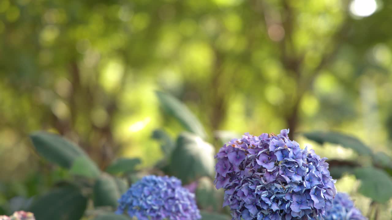 Purple hydrangea flowers bloom among green leaves in a sunlit Amsterdam park setting