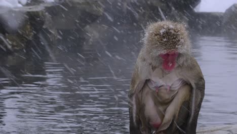 monkey standing under the snow near a hot spring