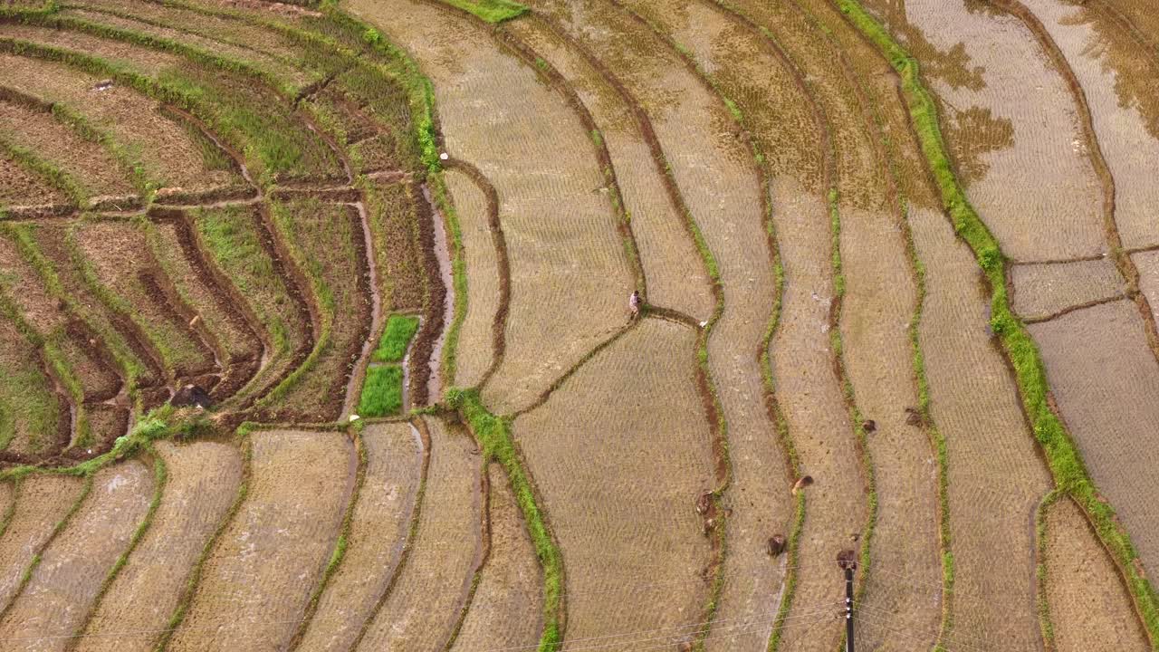 Aerial view of traditional Indonesian farmers spreading fertilizer in rice fields