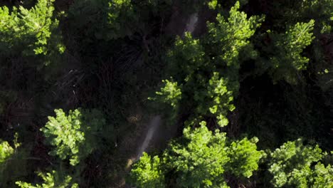 adventure people on mountain bikes riding dirt track through pine tree forest, aerial