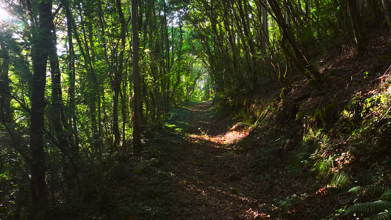 Sun Shining Through The Trees Along The Path In The Mountain Forest. - aerial pullback shot