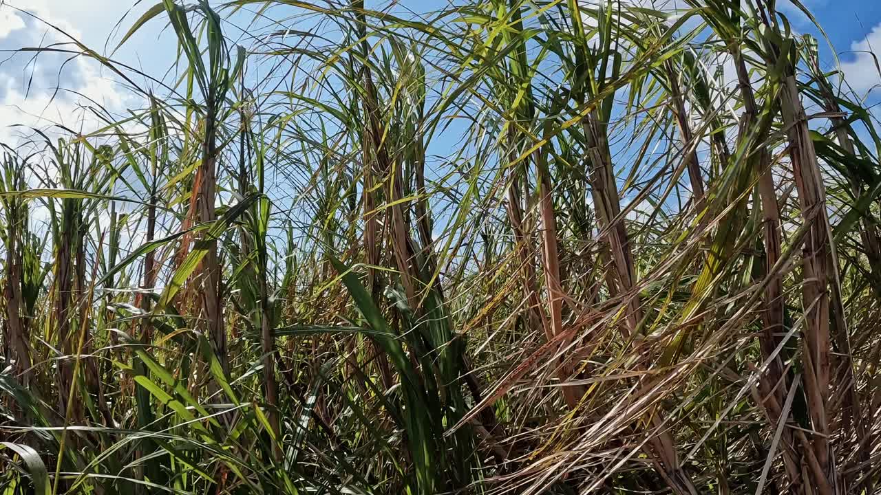 cultivos de caña de azúcar en el campo en la isla amami en japón en un día ventoso brillante